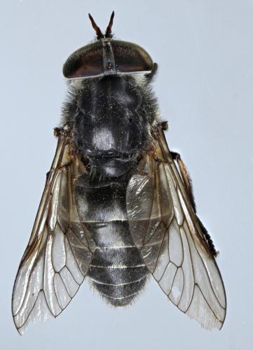 Réf. 305 266 : Hybomitra bimaculata